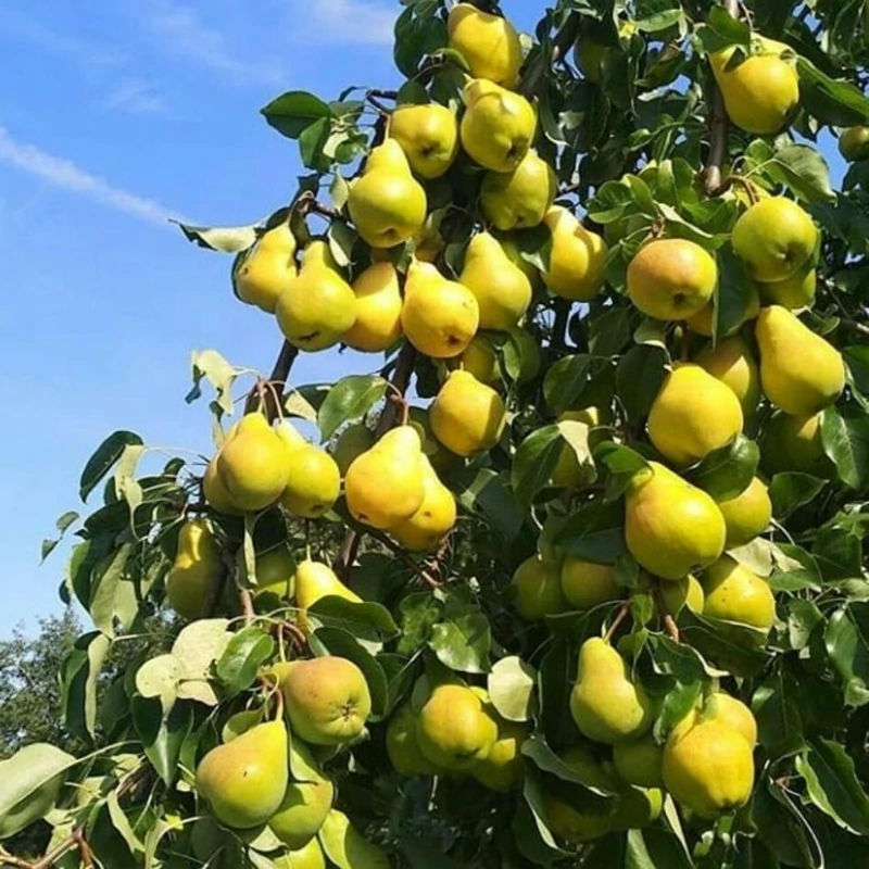 نهال گلابی شاه میوه پس کرایه