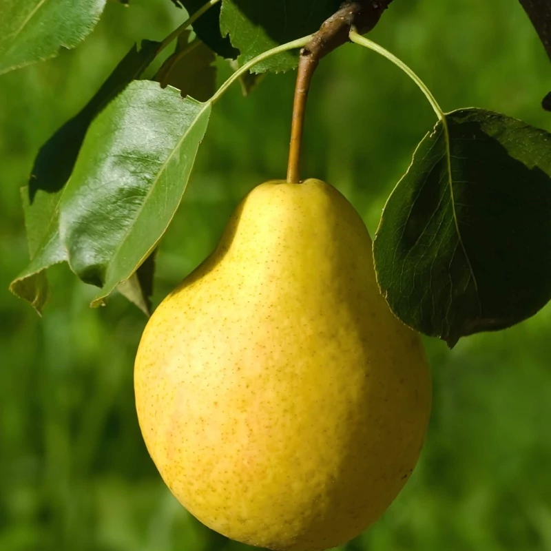 نهال گلابی درگیزی پس کرایه