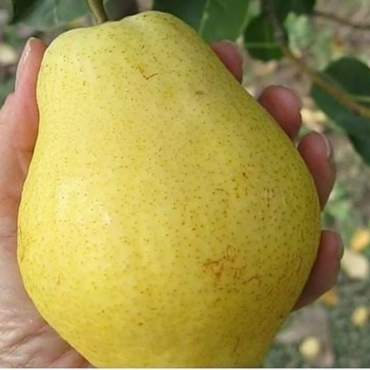 نهال گلابی درگیزی پس کرایه