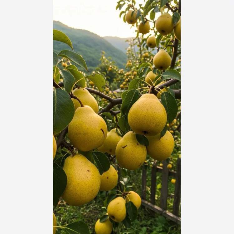 نهال گلابی درگیزی پس کرایه