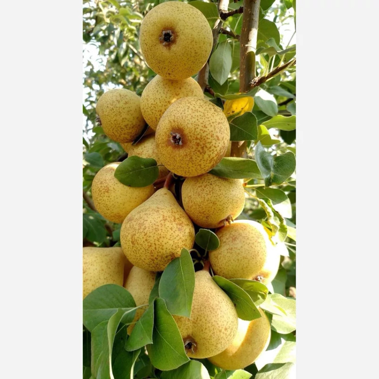 نهال گلابی درگیزی پس کرایه