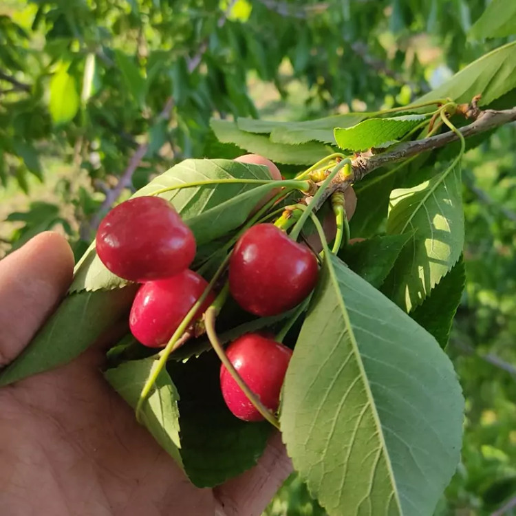 نهال گیلاس تک دانه سیاه و مشهد پس کرایه