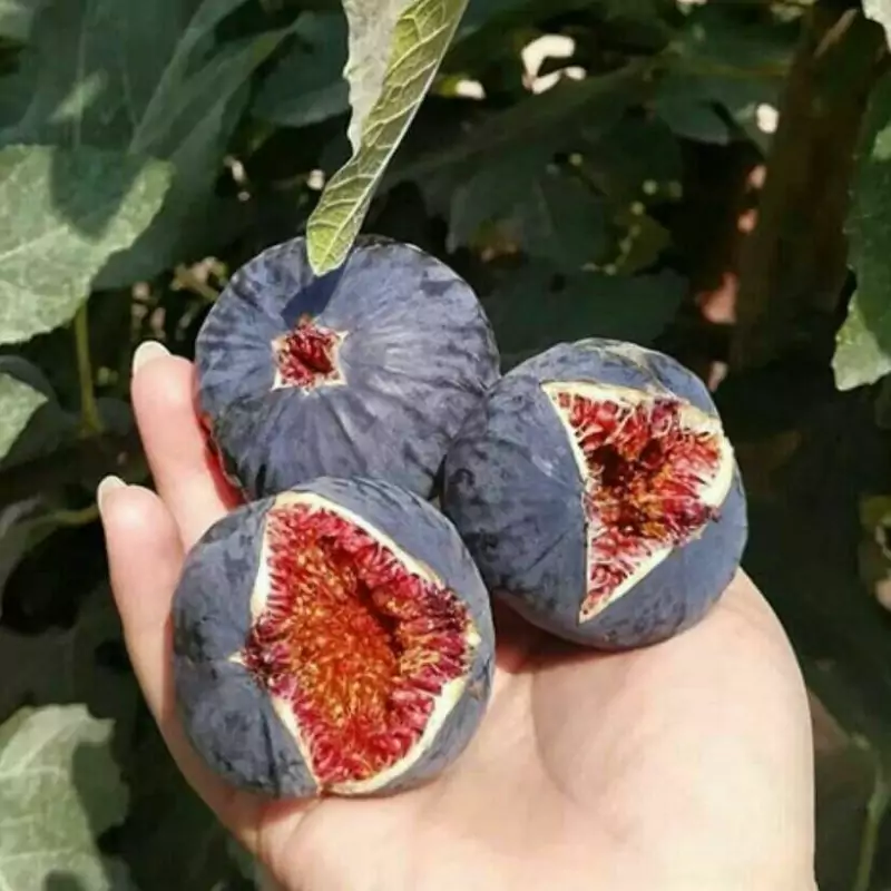 نهال انجیر سیاه گلابی پس کرایه