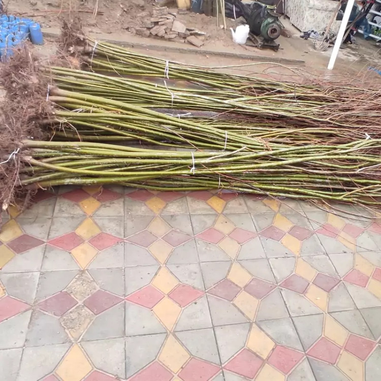 نهال بید مجنون سبز پس کرایه