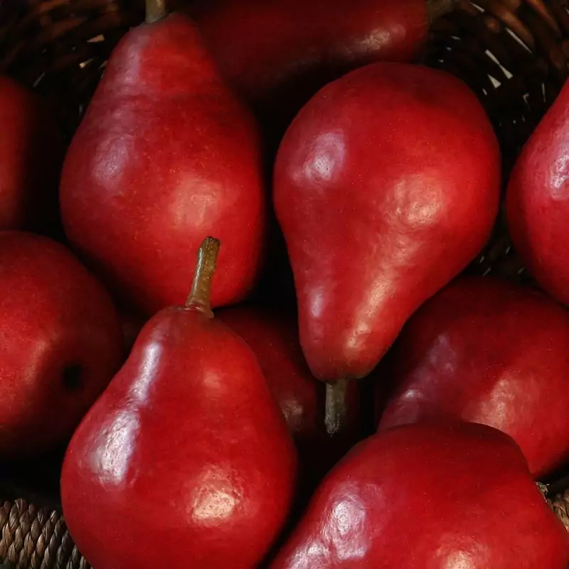 نهال گلابی انجو پس کرایه