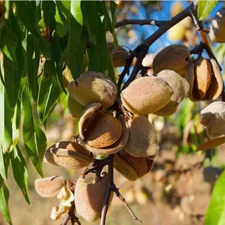 نهال بادام تونو پس کرایه
