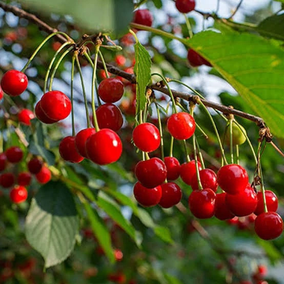 نهال آلبالو مجاری پس کرایه
