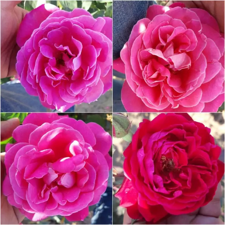 نهال گل محمدی گلدانی پس کرایه