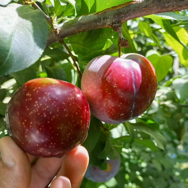 نهال الو شابلون پس کرایه