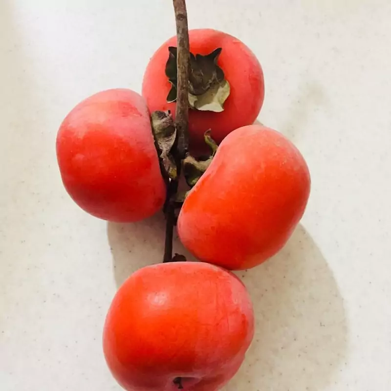 نهال خرمالو گوجه پس کرایه