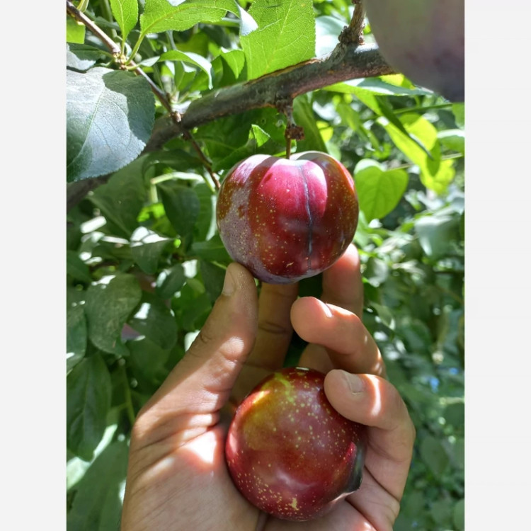 نهال الو شابلون پس کرایه