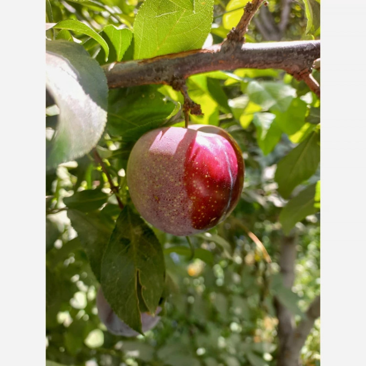 نهال الو شابلون پس کرایه
