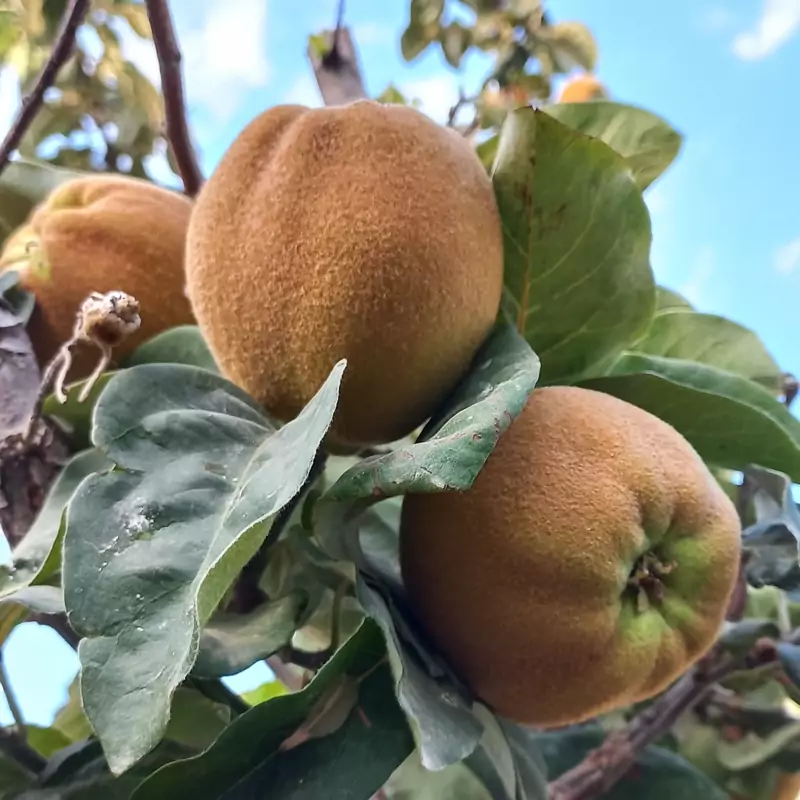 نهال به اصفهان پس کرایه