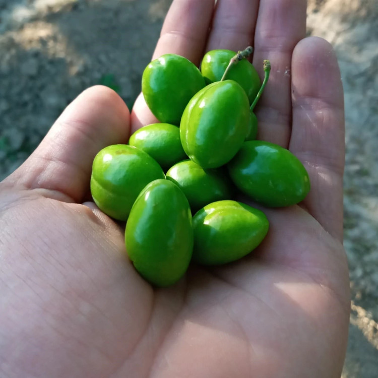 نهال گوجه سبز شهریاری پس کرایه