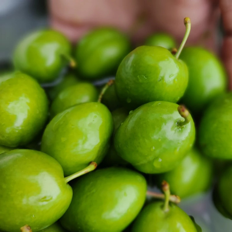 نهال گوجه سبز شهریاری پس کرایه