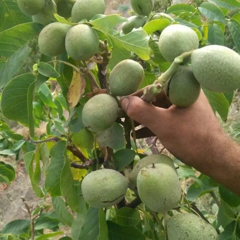 نهال اصلاح شده گردوچندلر پیوندی پس کرایه