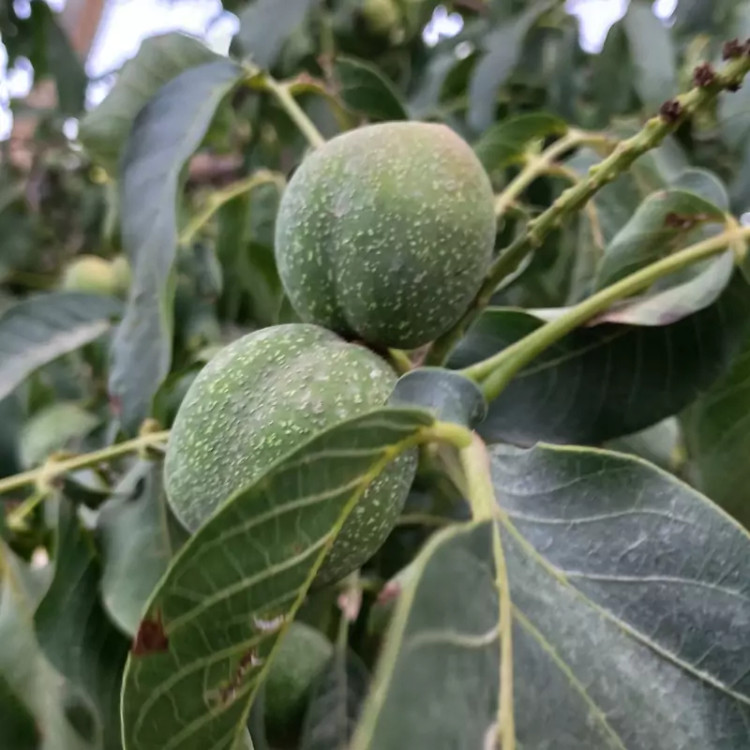 نهال اصلاح شده گردوچندلر پیوندی پس کرایه