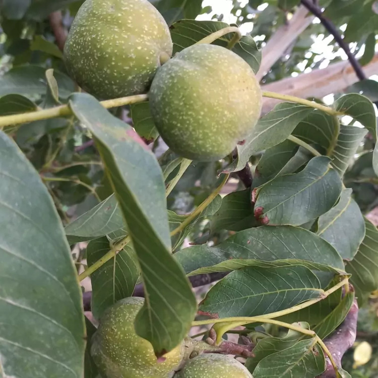 نهال اصلاح شده گردوچندلر پیوندی پس کرایه