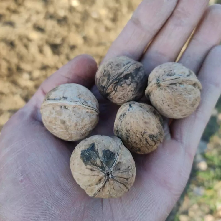 نهال اصلاح شده گردوچندلر پیوندی پس کرایه