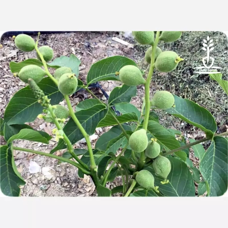 نهال اصلاح شده گردوچندلر پیوندی پس کرایه