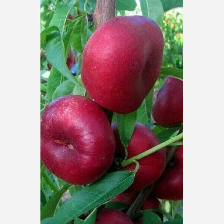 نهال هلو انجیری ملکی پس کرایه