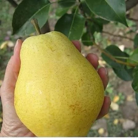 نهال گلابی بیروتی پس کرایه