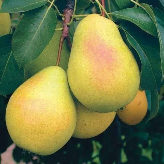 نهال گلابی بیروتی پس کرایه