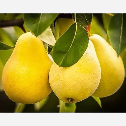نهال گلابی بیروتی پس کرایه