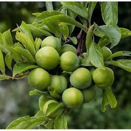 نهال آلو گوجه سبز مراغه پس کرایه