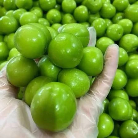 نهال آلو گوجه سبز مراغه پس کرایه