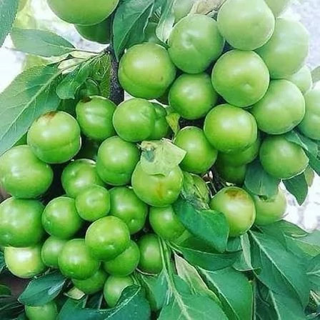 نهال آلو گوجه سبز مراغه پس کرایه