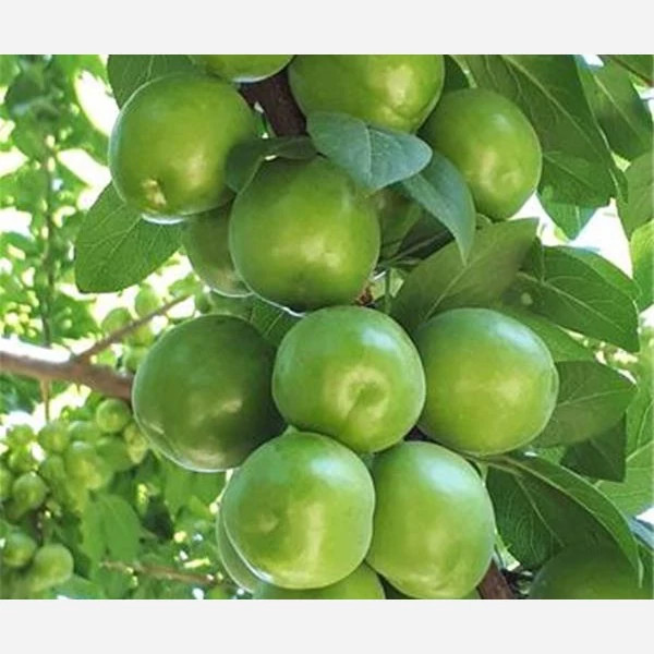 نهال آلو گوجه سبز مراغه پس کرایه