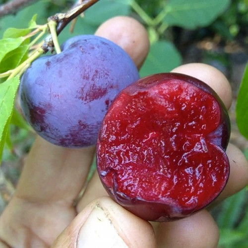 نهال آلو خونی پس کرایه