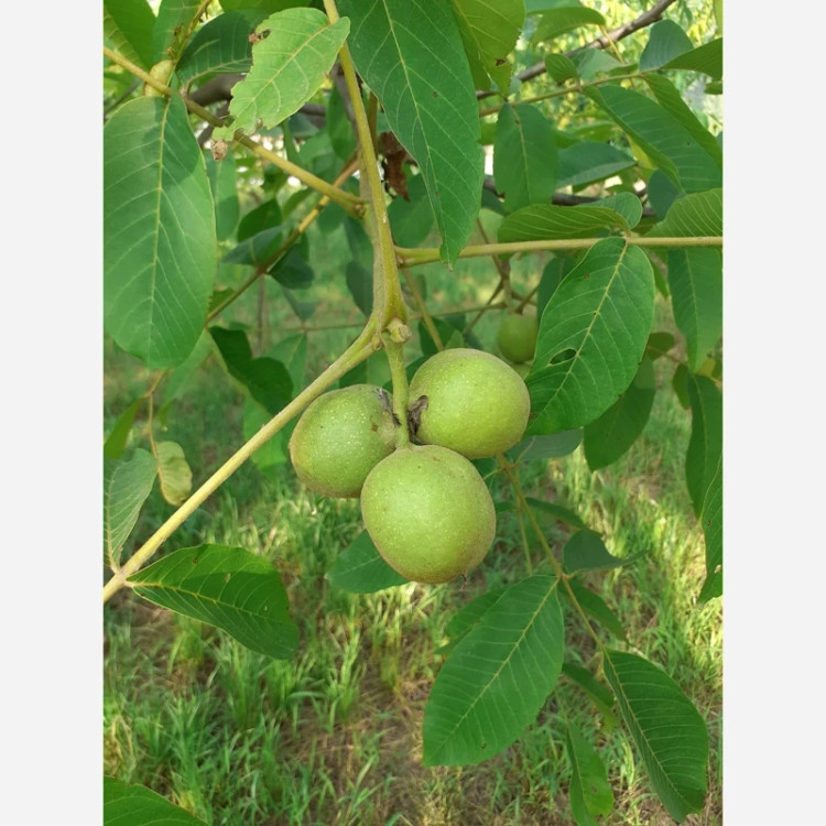 نهال گردو محلی کاغذی پس کرایه