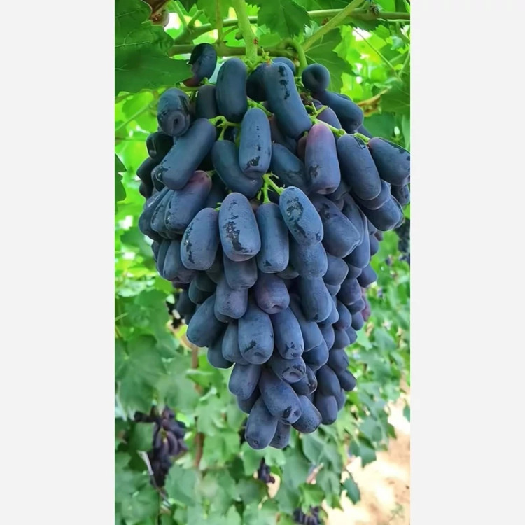 نهال انگور موندراپ پس کرایه