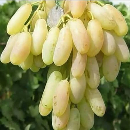 نهال انگور حسینی پس کرایه