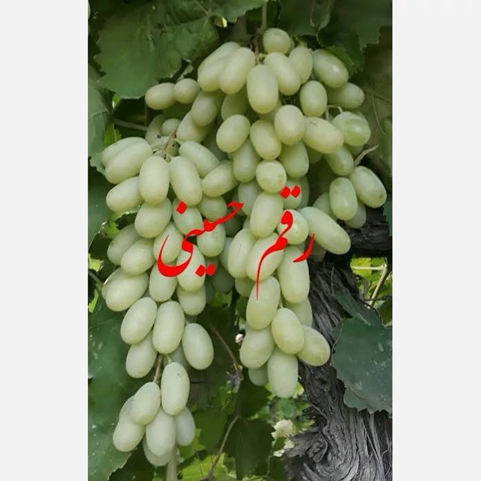 نهال انگور حسینی پس کرایه
