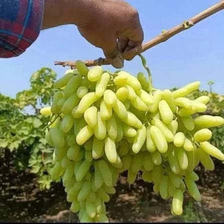 نهال انگور حسینی پس کرایه