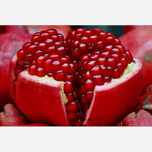 نهال انار ژله ای گلدانی پس کرایه