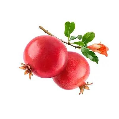 نهال انار ژله ای گلدانی پس کرایه