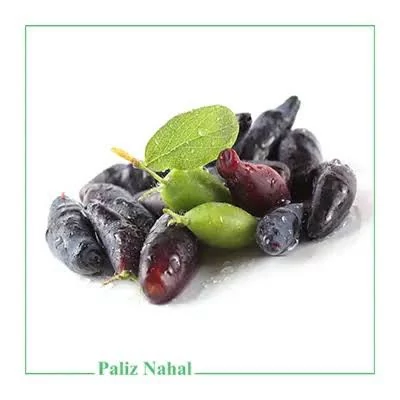 نهال زغال اخته سیاه پس کرایه