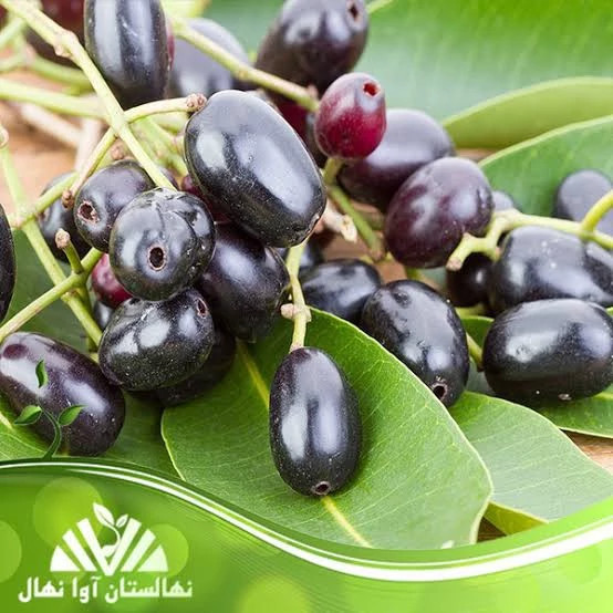 نهال زغال اخته سیاه پس کرایه