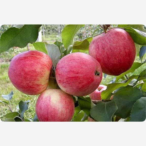 نهال سیب گلاب پس کرایه