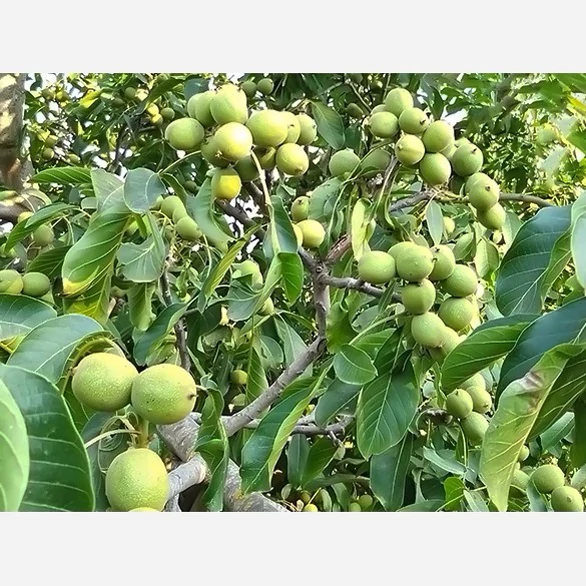نهال گردو کانادایی پس کرایه