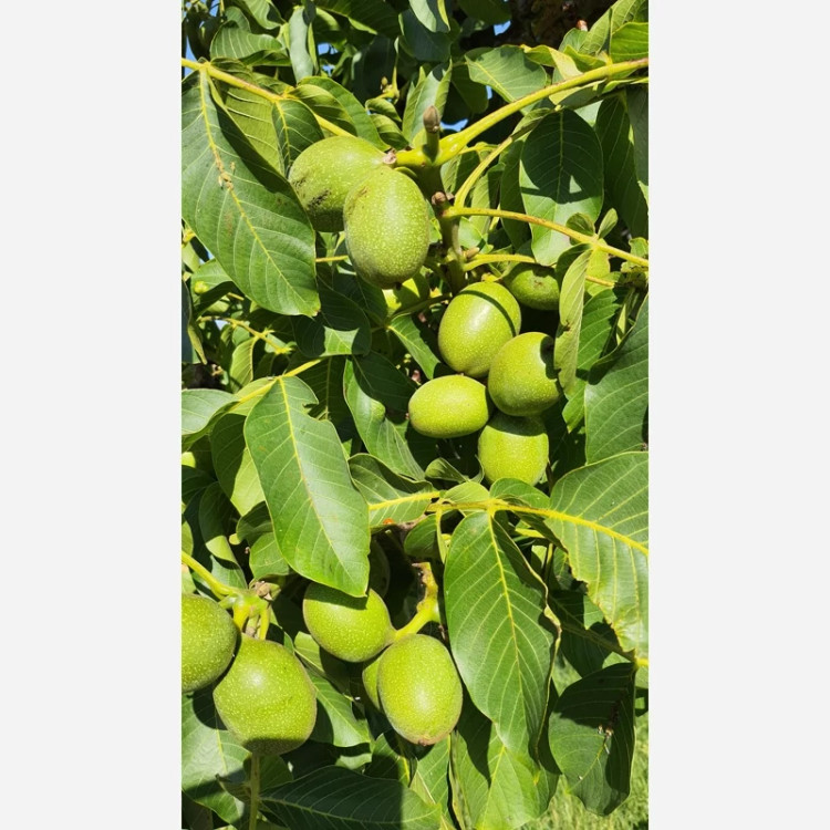 نهال گردو کانادایی پس کرایه