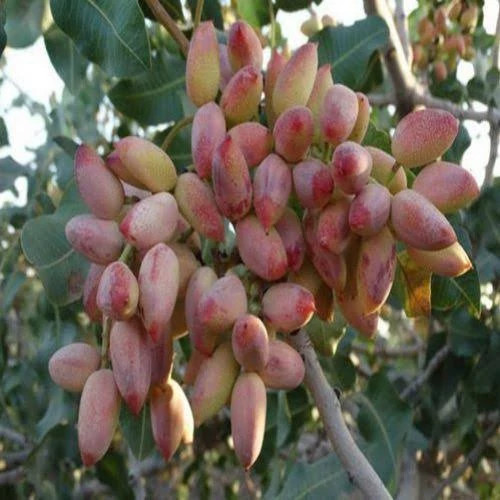 نهال پسته بادامی پس کرایه