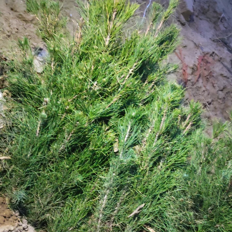 نهال سرو طلایی پس کرایه