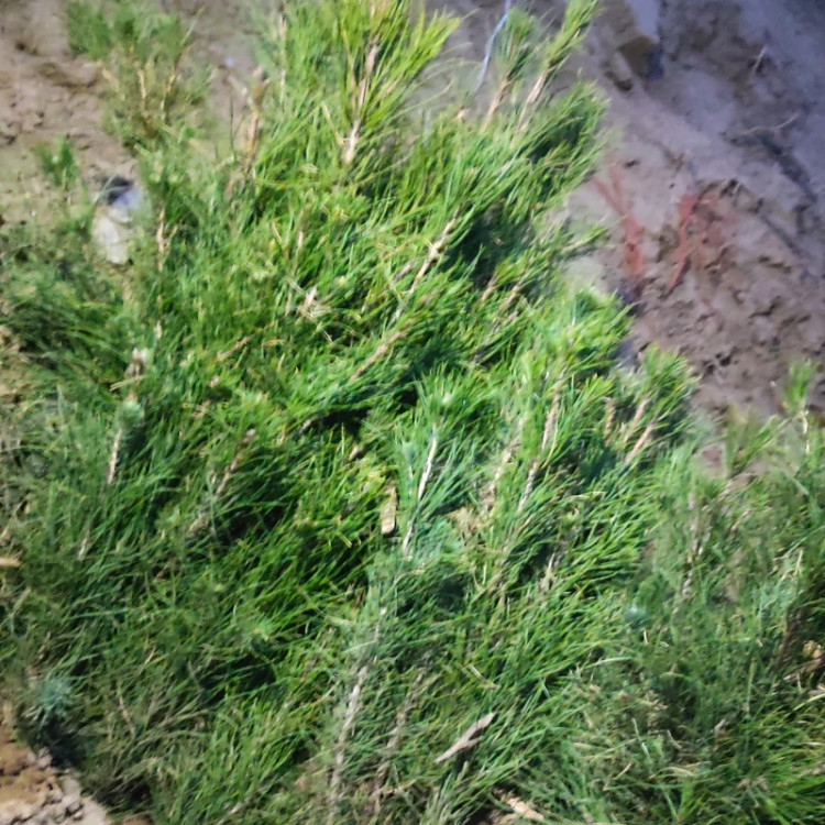 نهال سرو طلایی پس کرایه
