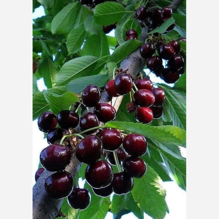 نهال گیلاس خوشه ای پس کرایه