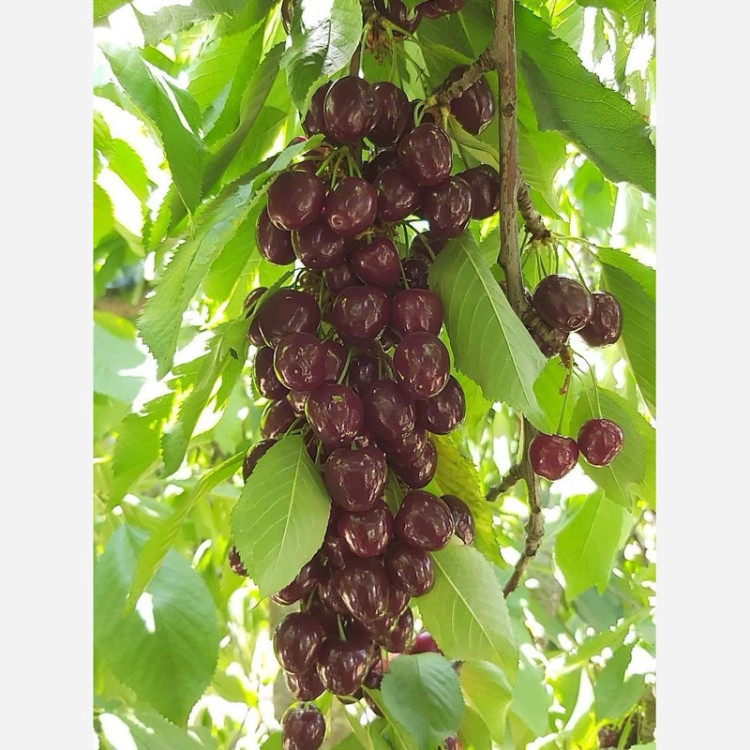 نهال گیلاس خوشه ای پس کرایه